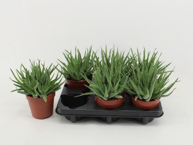 <h4>ALOE ARBORESCENS</h4>