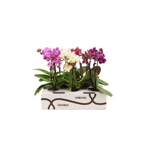 Phalaenopsis   ...mini