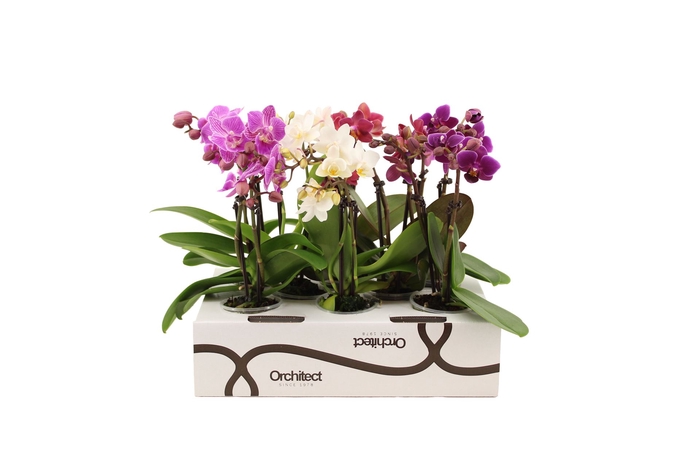 <h4>Phalaenopsis   ...mini</h4>