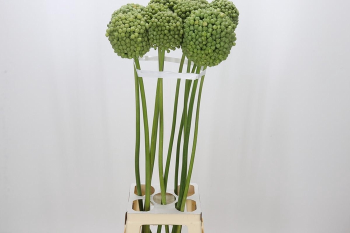 <h4>Allium Green Craze</h4>