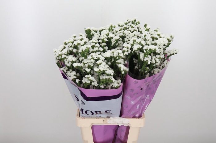 <h4>Limon S Silver Sun Birds White</h4>