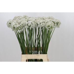 Allium Tuberosum