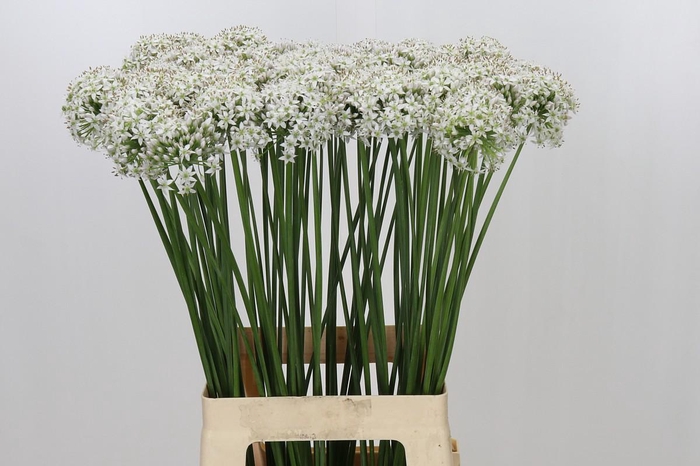 <h4>Allium Tuberosum</h4>