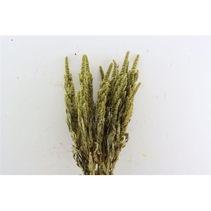 Dried Amaranthus Green Bunch
