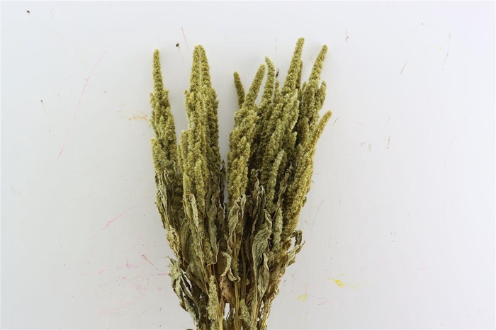 Dried Amaranthus Green Bunch