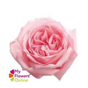 R Gr Pink O Hara Pink 50cm EC