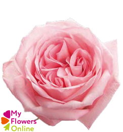 <h4>R Gr Pink O Hara Pink 50cm EC</h4>