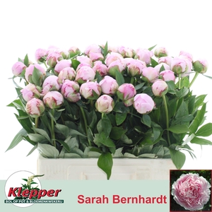 PAEO L SARA BERNHARD