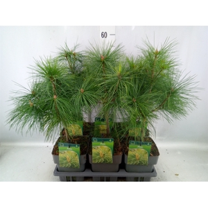 Pinus strobus