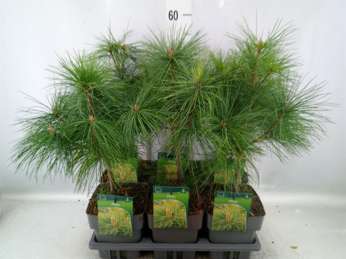 <h4>Pinus strobus</h4>