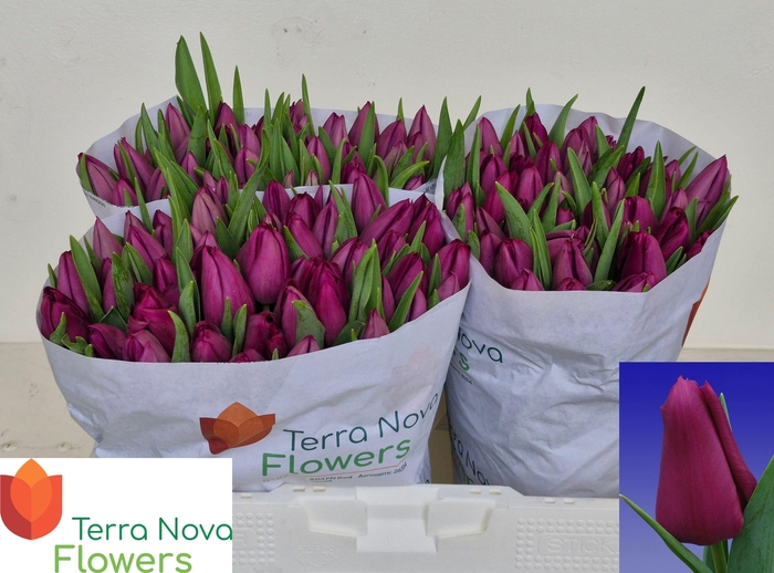 <h4>TU EN EMBRACE</h4>