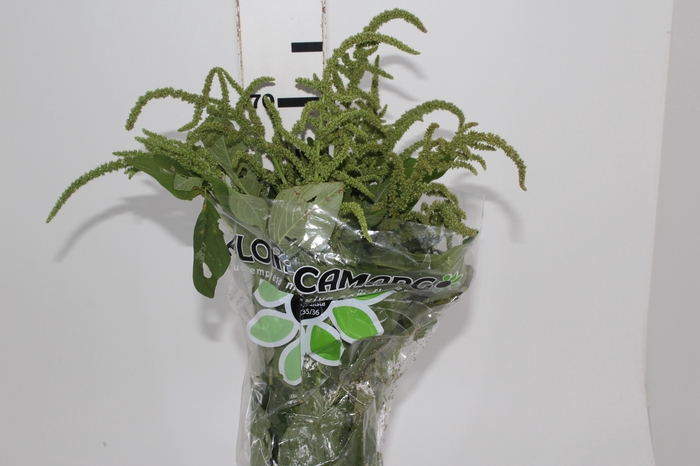 <h4>AMARANTHUS VERDE</h4>