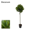 Laurus nobilis Bol op stam