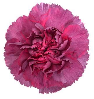 <h4>Di St Hypnosis</h4>