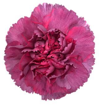 <h4>Di St Hypnosis</h4>