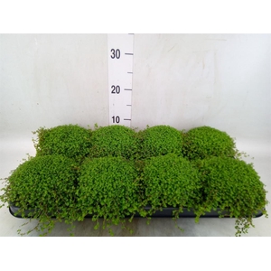 Soleirolia soleirolii   ...green