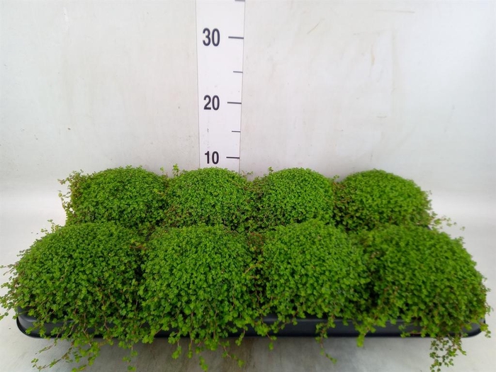 <h4>Soleirolia soleirolii   ...green</h4>