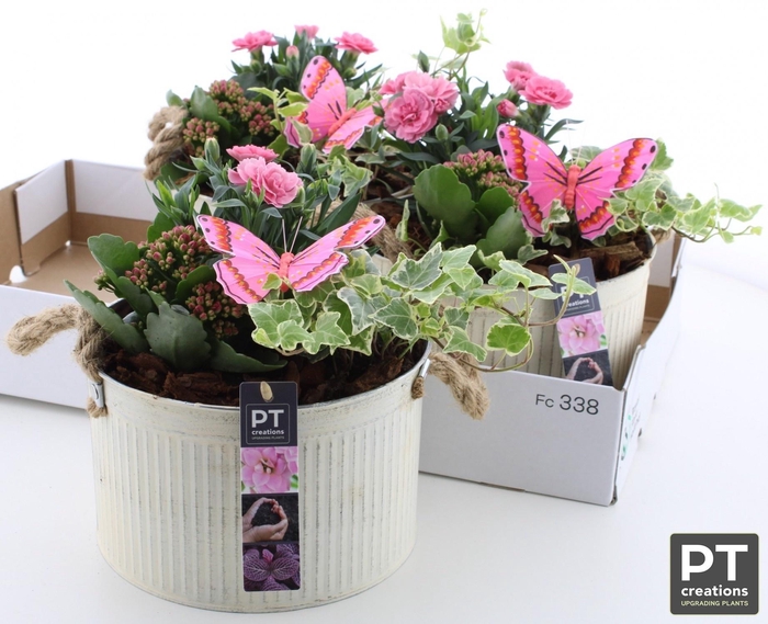 <h4>ARR TUINPLANTEN</h4>