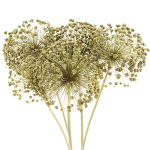 Dried Allium Zaaddozen Large