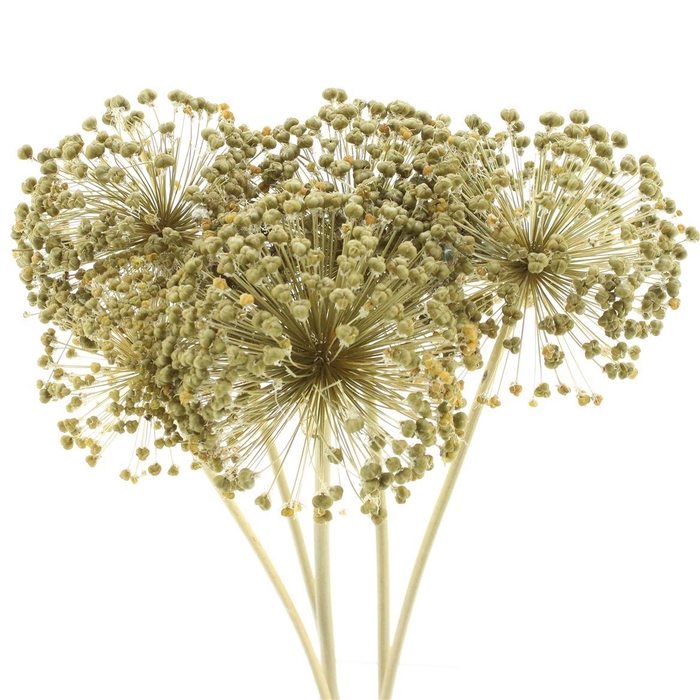 Dried Allium Zaaddozen Large