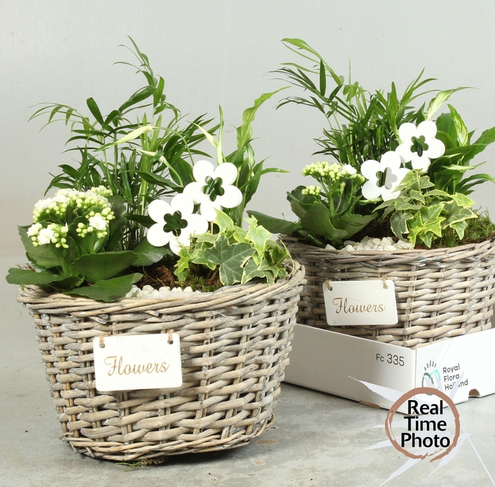 <h4>ARR KAMERPL</h4>