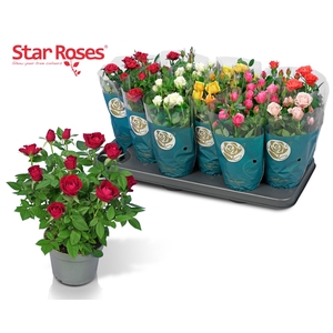 RO STAR ROSES GEM