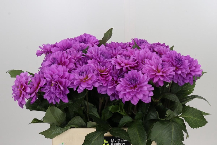 <h4>Dahlia Karma Lagoon</h4>