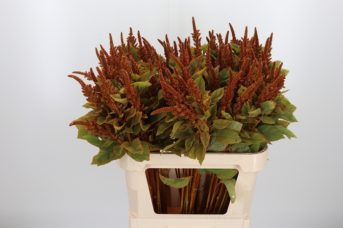 <h4>Amaranthus Hot Biscuit</h4>