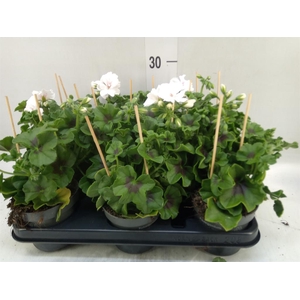Pelargonium pelt.   ...