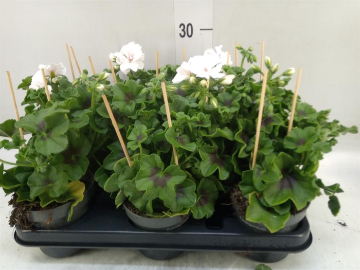 <h4>Pelargonium pelt.   ...</h4>