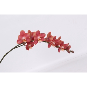 PHAL HORIZON TAK 9+