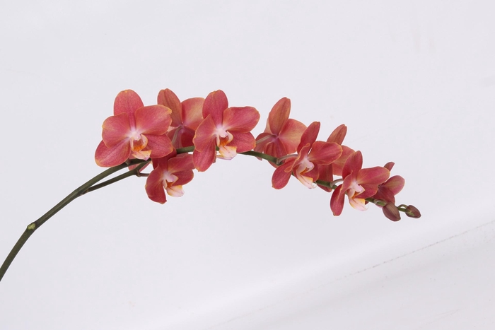 <h4>PHAL HORIZON TAK 7-9</h4>