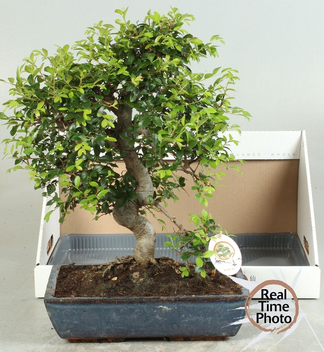<h4>BONSAI GEM</h4>