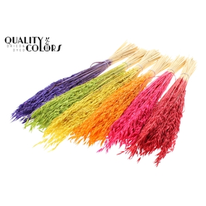 Avena per bunch Bleached Mixed Colours