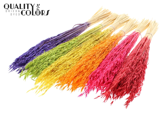 Avena per bunch Bleached Mixed Colours