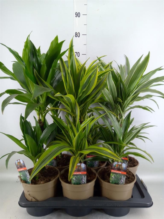 <h4>Dracaena fr de ...mix</h4>