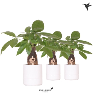 Kolibri Greens Pachira in Pastel pot white