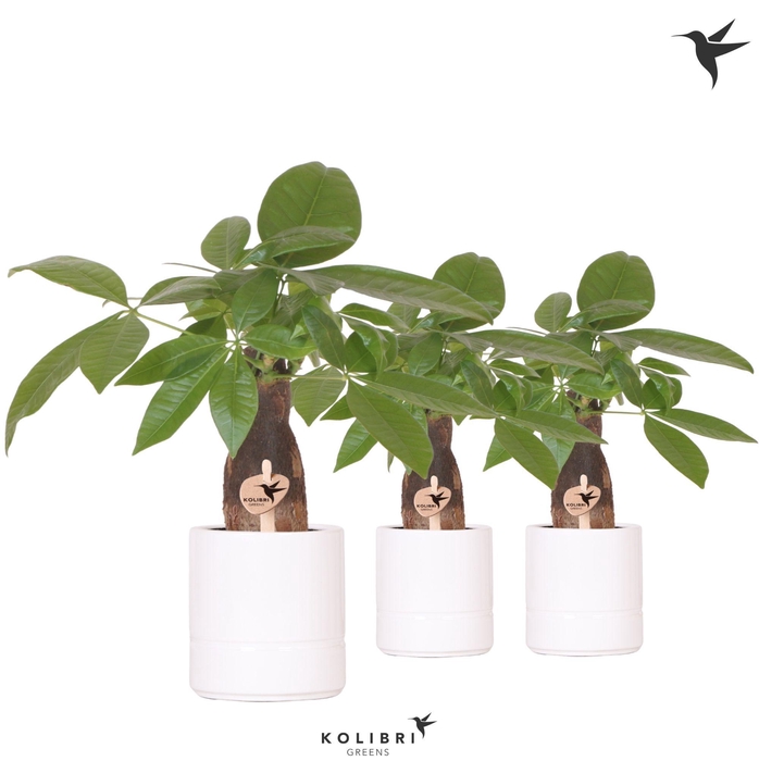 <h4>Kolibri Greens Pachira in Pastel pot white</h4>
