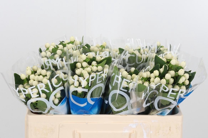 <h4>Hyp Coco Uno</h4>