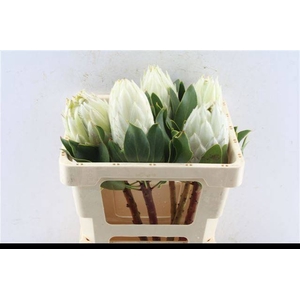PROTEA CYNAROIDES