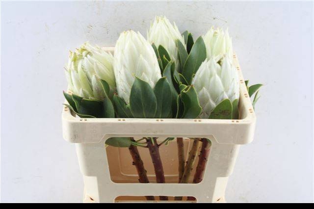 <h4>PROTEA CYNAROIDES</h4>