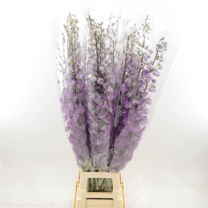 <h4>Delphinium DU 'Dev Mojo Magenta'</h4>