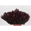 Leucadendron Saf Sunset Dark R.