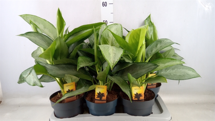 <h4>Aglaonema   ...</h4>