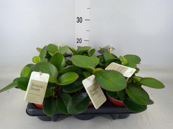 <h4>Peperomia clusiifolia 'Red Margin'</h4>