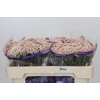 Ozothamnus Cooks Pink