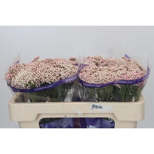 Ozothamnus Cooks Pink