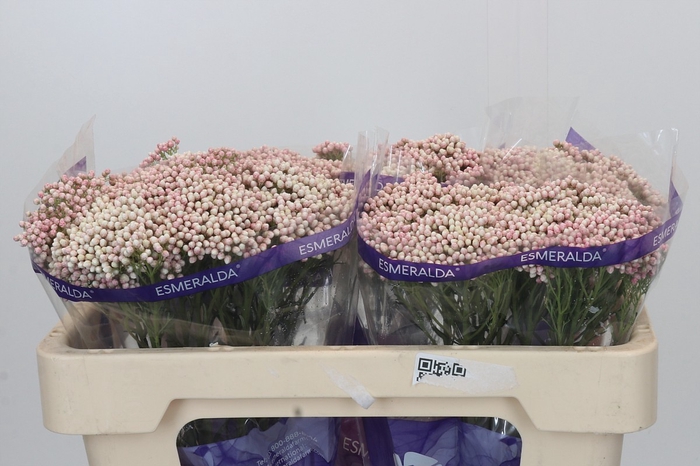 Ozothamnus Cooks Pink