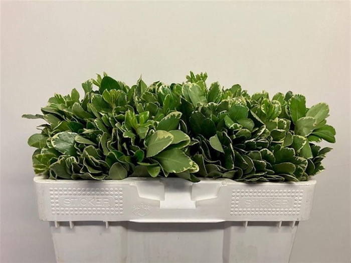 <h4>PITTOSP TO ILAN</h4>