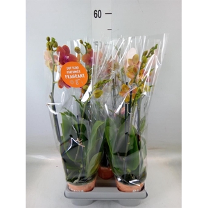 Phalaenopsis multi. 'Ant Bolgheri'